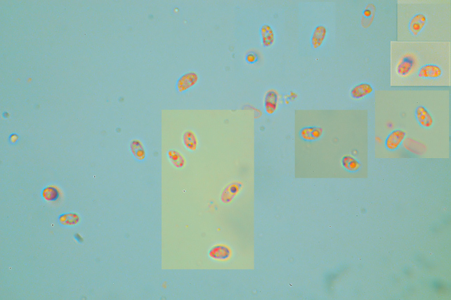 Phlebia rufa
